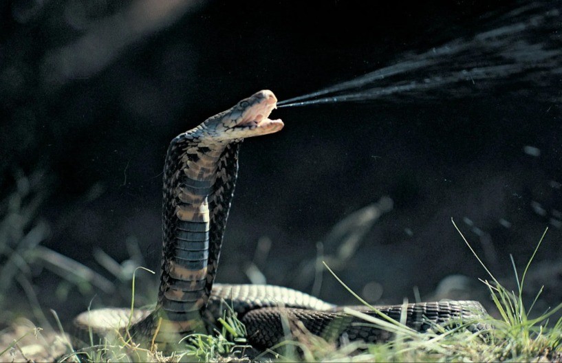 Kako se životinje brane od smrti: otrovi kao ključ opstanka